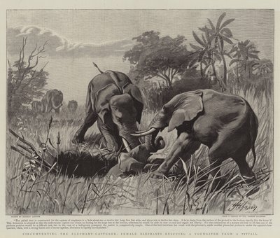 Circunvalando, el Capturador de Elefantes, Elefantas rescatando a un Joven de una Trampa de Herbert Johnson